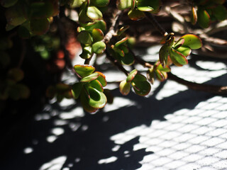 hojas fotografia 