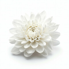 White Chrysanthemum Isolated