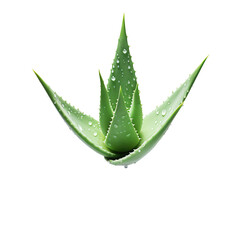 Isolated Aloe Vera Plant with Water Droplets