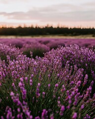 Naklejka premium Lavender fields blooming at sunset nature landscape scenic viewpoint tranquil environment