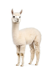 Fototapeta premium An adorable alpaca posing, isolated on white background