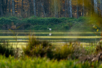 photo of a bird from the wild in the desert wilderness
