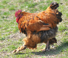 Domestic rooster in the country yard