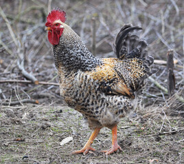 Domestic rooster in the country yard