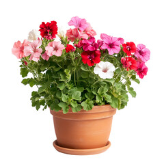 Vibrant Potted Geranium Plant with Red, Pink, and White Flowers Isolated on Transparent Background