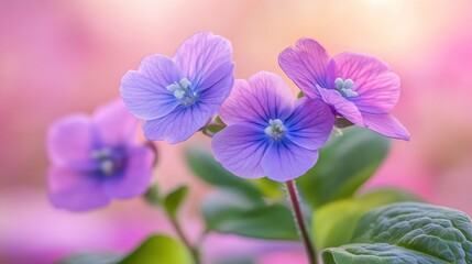 Obraz premium Delicate purple flowers bloom against a soft, blurred background, showcasing vibrant petals and green leaves, creating a serene and enchanting atmosphere.