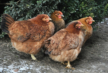 Poultry in the yard