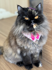 Adorable Persian cat with fluffy fur and captivating eyes