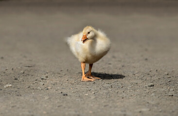 Greylag Gosling on the road, close up