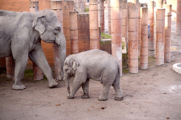  Family Indian Elephants The