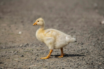 Greylag Gosling on the road, close up