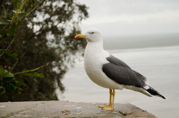 Lesser black-backed gull Larus fuscus graellsii. Mont-Saint-Michel. Normandy. France.