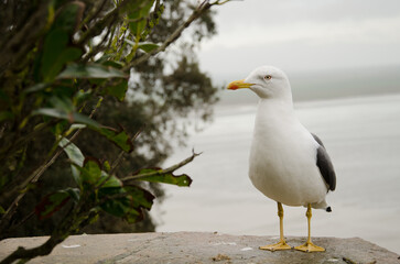 Lesser black-backed gull Larus fuscus graellsii. Mont-Saint-Michel. Normandy. France.