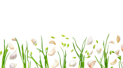 Garlic bulb cloves and green shoots arranged isolated on white background 