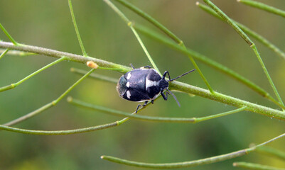 On the plant - rapeseed bug (Eurydema oleracea)