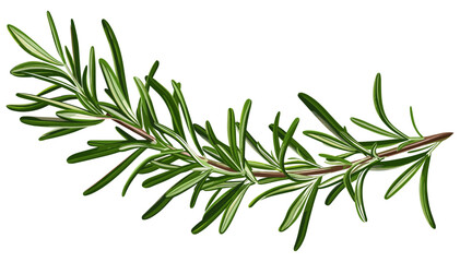 Vector rosemary branch, aromatic herb, botanical clipart, spice leaves, herbal illustration, culinary ingredient, green sprig, fresh rosemary, isolated herb, natural leaves © aura studio