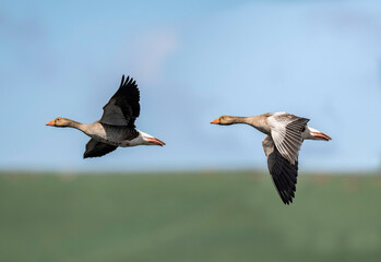 Greylag geese flying across the sky, close up