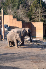  Family Indian Elephants The