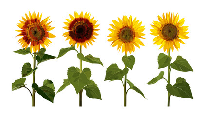 Vector Sunflowers, Row of Four Distinct Sunflowers, Yellow Flowers, Summer Bloom, Botanical Illustration, Floral Art, Nature, Isolated Clipart, Decorative Design