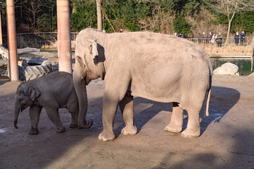  Family Indian Elephants The
