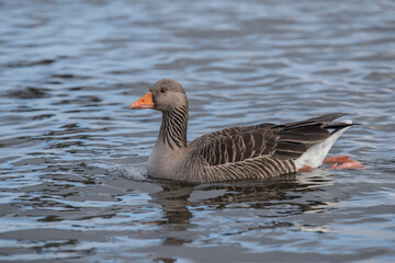 Fototapeta premium Greylag goose swimming on a loch, close up