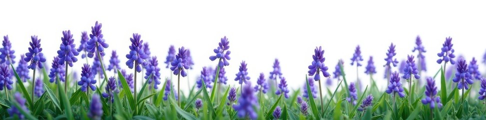 Obraz premium A field of bluebells swaying gently in the wind on a white surface, purple, isolated