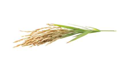 Fresh long brown rice uncooked and hulled isolated on white background 