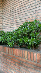 Lush green jade plants against a rustic brick wall, symbolizing growth and prosperity, perfect for eco-friendly design concepts and Earth Day themes