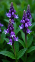 Obraz premium Showy purple violet flowers with pointed leaves in a dense thicket of greenery, foliage, greens