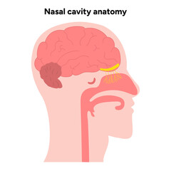 Nasal cavity anatomy. Nose nasal anatomy. Inflammation Nasal Cavity. Medical diagram infographic