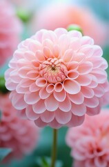 Fototapeta premium Lovely Pink Dahlia Flower in Full Bloom with Soft Petals and Gentle Background for Floral Design and Nature Appreciation