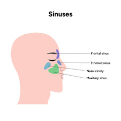 Sinuses anatomy. Nose nasal anatomy. Inflammation Nasal Cavity
