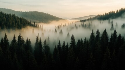 Fototapeta premium Misty mountain forest at sunrise, showcasing a valley shrouded in fog. Dark green pine trees rise from the mist, bathed in warm, golden light