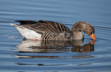 Greylag goose swimming on a loch, close up