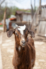 Junge Ziege auf einem Bauernhof