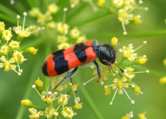 On the plant, the bee enemy Trichodes apiarius
