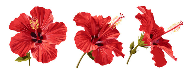 Set of vector tropical hibiscus flowers, red hibiscus isolated on transparent background, exotic botanical design, floral elements, tropical bloom, summer flower clipart