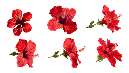 Vector tropical hibiscus flowers set, red hibiscus isolated on transparent background, exotic floral clipart, botanical blossom, tropical plant illustration, summer bloom © aura studio