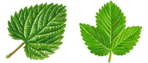 Strawberry leaf vector isolated on white or transparent PNG, green leaf clipart, fresh foliage illustration, botanical plant element, nature graphic, organic design