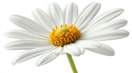 Fototapeta premium A close-up of a white daisy flower highlighting its delicate petals and vibrant yellow center, showcasing nature's beauty.