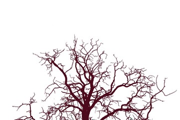 Dead tree trunk and branches against a clear blue sky