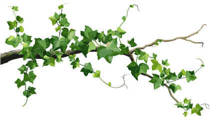 Vector Ivy Climbing on Tree Branch, Green Leaves, Nature Plant, Botanical Illustration, Forest Vine, Creeper, Jungle Foliage, Decorative Element, Eco Design