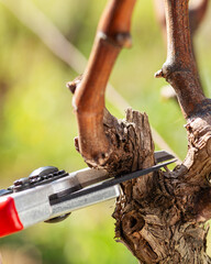 Close-up of the cut of the vine branch during pruning in winter. Traditional agriculture. Winter...