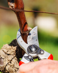 Close-up of the cut of the vine branch during pruning in winter. Traditional agriculture. Winter...