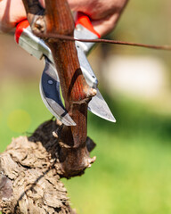 Close-up of the cut of the vine branch during pruning in winter. Traditional agriculture. Winter...