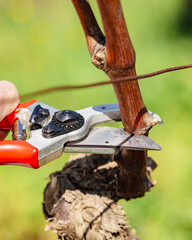 Close-up of the cut of the vine branch during pruning in winter. Traditional agriculture. Winter pruning, Guyot method.