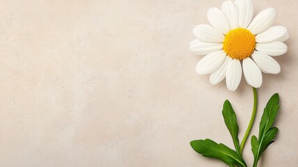 Single White Daisy Flower On Beige Textured Background