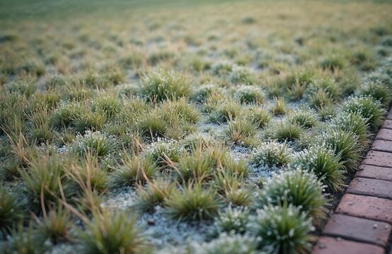 Lawn grass affected by snow mold fungal disease. Green grass with white, grey spots. Typhula blight damage on lawn in springtime. Plant pathology issue, seasonal garden problem. Damaged lawn after
