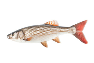 Isolated Fresh Raw Fish with Scales