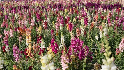 Flowers fill farm, flowers of various species enhancing ecosystem, farm thriving with pollinators, maintaining soil fertility, supporting biodiversity, sustaining balanced floral agriculture.
